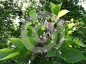 Pongamia pinnata, Millettia pinnata, Pongamia glabra, Derris indica, Cytisus pinnatus